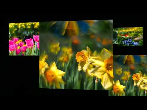 Bokeh Madness- Helios 44 with Reversed Front Element