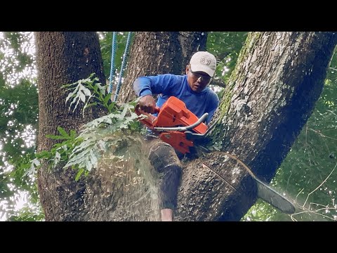 Double difficulty‼️ Cutting down dangerous huge trembesi tree.