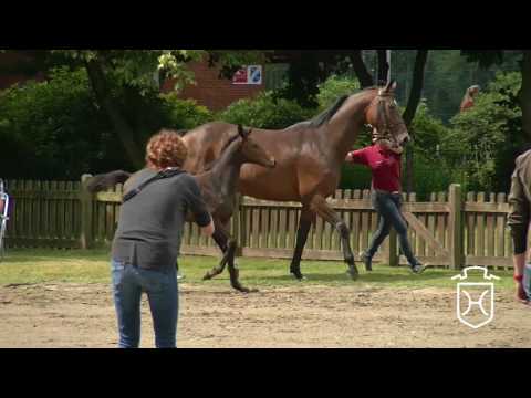 HEI167 Stutfohlen von Diamant de Semilly - Contendro I - Barinello