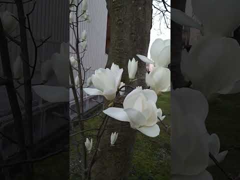 キュウリモクレン 植物