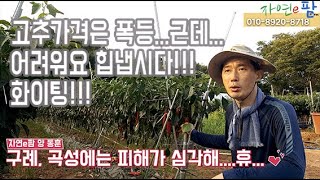 올해 고추 가격 폭등!! 1근에 2만원이 넘어가지만...긴 장마로... 고추가 다 어디갔지?? 올ㅎㅐ 긴 장…