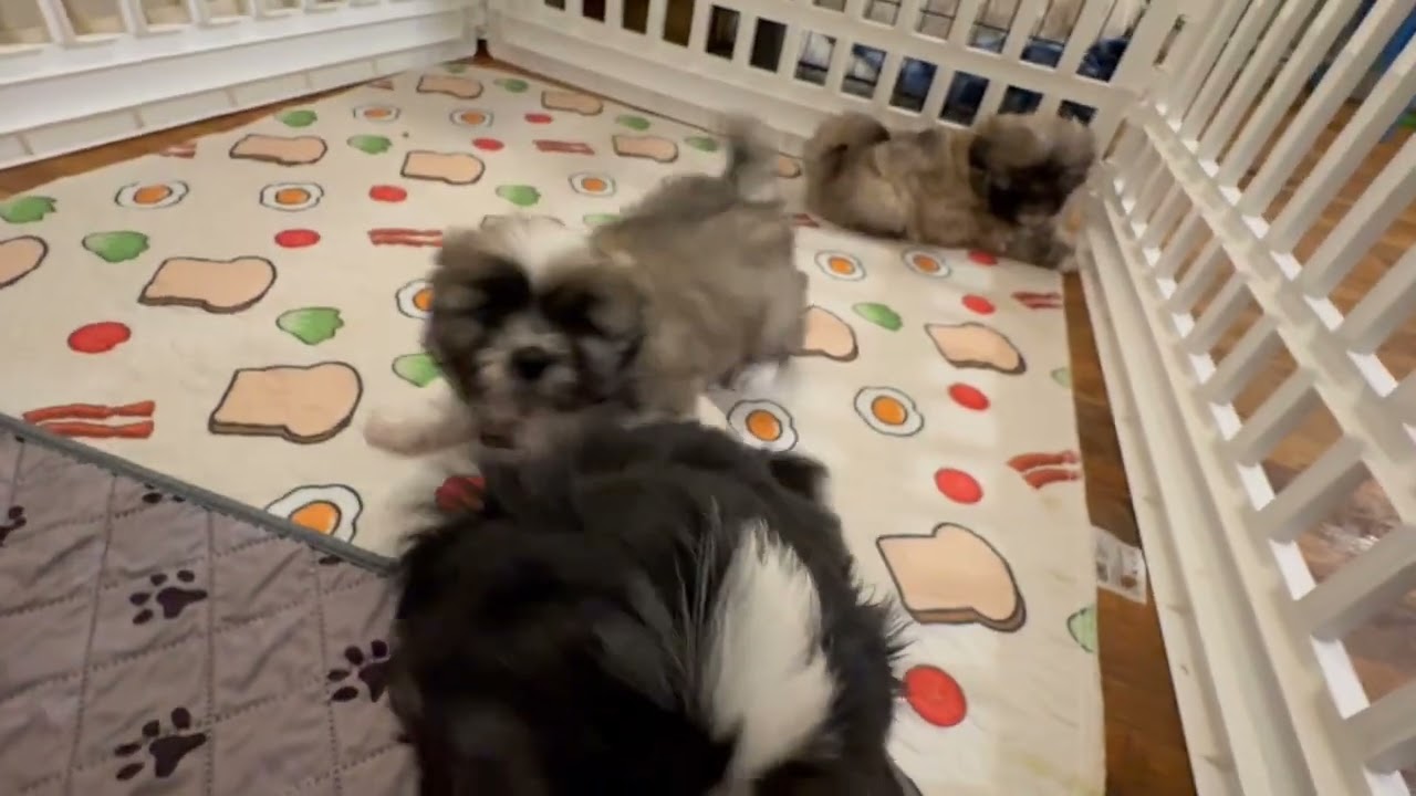 Enlarge Bear, an adopted Lhasa Apso in Maiden, NC video 4/4