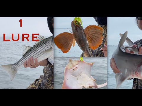 1 Lure takes all!!! Fishing Buzzards Bay, Massachusetts