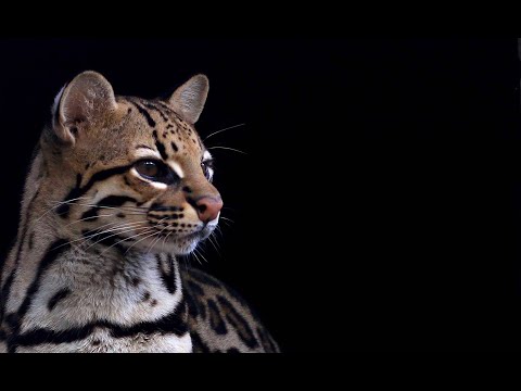 Senda Verde: Rescue in the Bolivian Andes (Full Documentary)