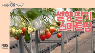 [나는농부다 242회] 설향 딸기 스마트팜