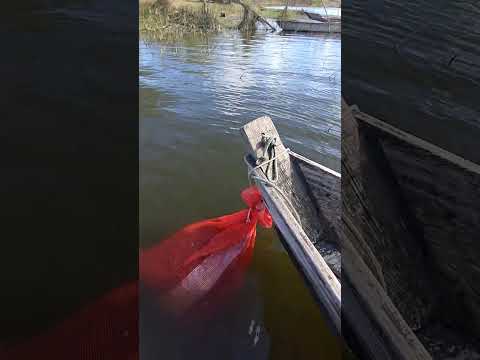Pescaria de tarrafa no rio Jacuípe lgaci Alagoas