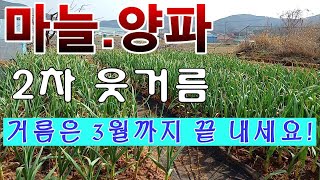 [텃밭농부.960]  마늘 양파에 2차 웃거름 주기 #마늘재배 #양파재배