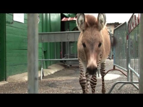 Everyone's crazy about Hippo, a cross between a zebra and a donkey.