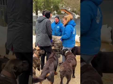 TEIL 3 - Eine rührende Rettung von Aska durch mutige Nachbarn. #savethedogsbih #rescueddogs