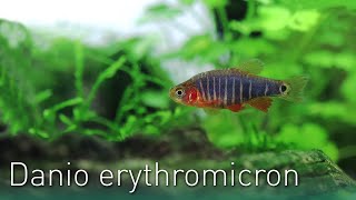 Danio erythromicron | Der Querstreifen-Zwergbärbling | Nano Fisch Portrait