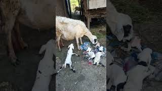Download lagu kambing gembel beranak 4 ekor mantap mp3