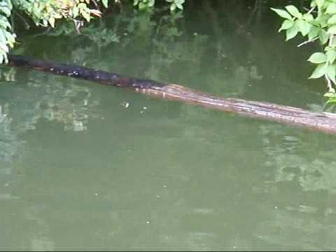 Smith Hoptera 33.5mm 10