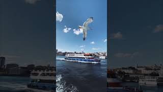 Download lagu Burung Terbang Jauh di awan #fyp #burung #merpati mp3 Download lagu Burung Terbang Jauh di awan #fyp #burung #merpati mp3