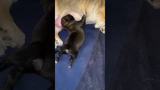 Pekingese Puppies Videos