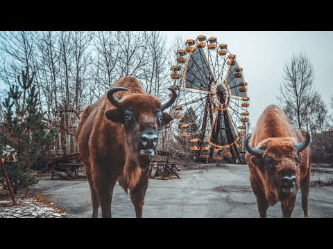 Фото Чернобыльские джунгли. 20 лет без человека. Полная версия. | Film Studio Aves