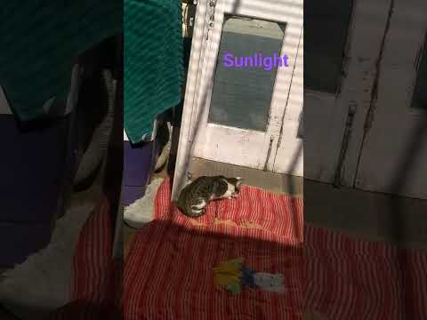 munia enjoying the sunlight #munia#shorts