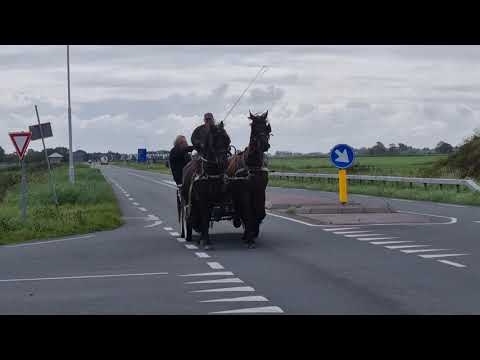 Stal Okkema's Doudzen & Zenne pair of mares - 1.62m