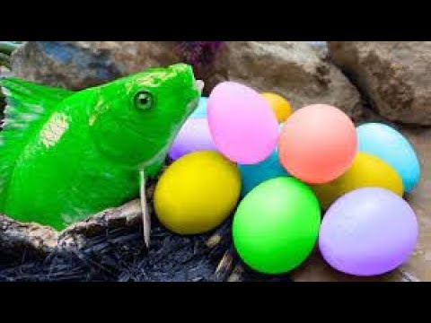 Green Fish Carp Eel Stop Motion Green Fish Funnest ASMR