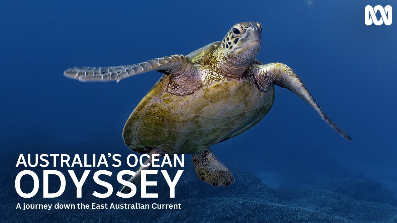 What Is The East Australian Current? | Australia's Ocean Odyssey