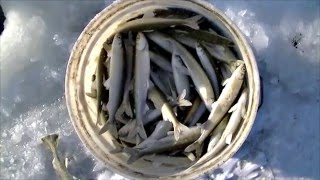 Рыбалка на озере невское севастьяново