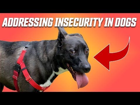 Signs of Insecurity in Dogs and How to Address It  - PTP #17