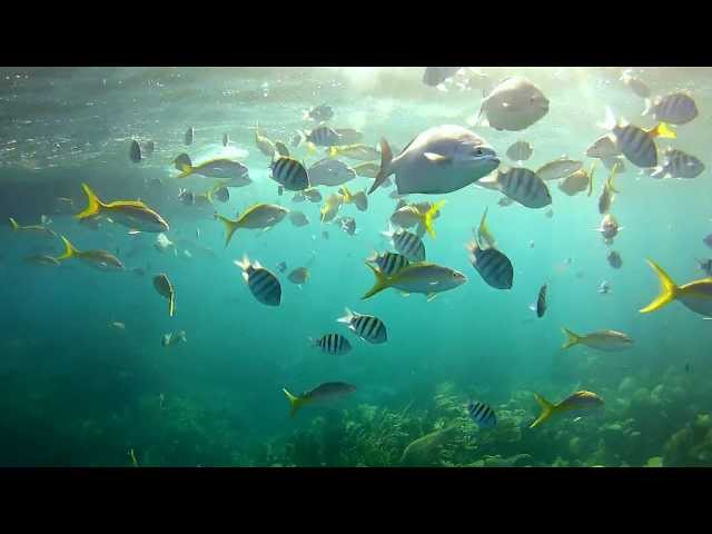 Key Largo Reef Snorkeling and Christ of the Abyss