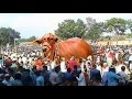 10 Biggest Bulls In The World