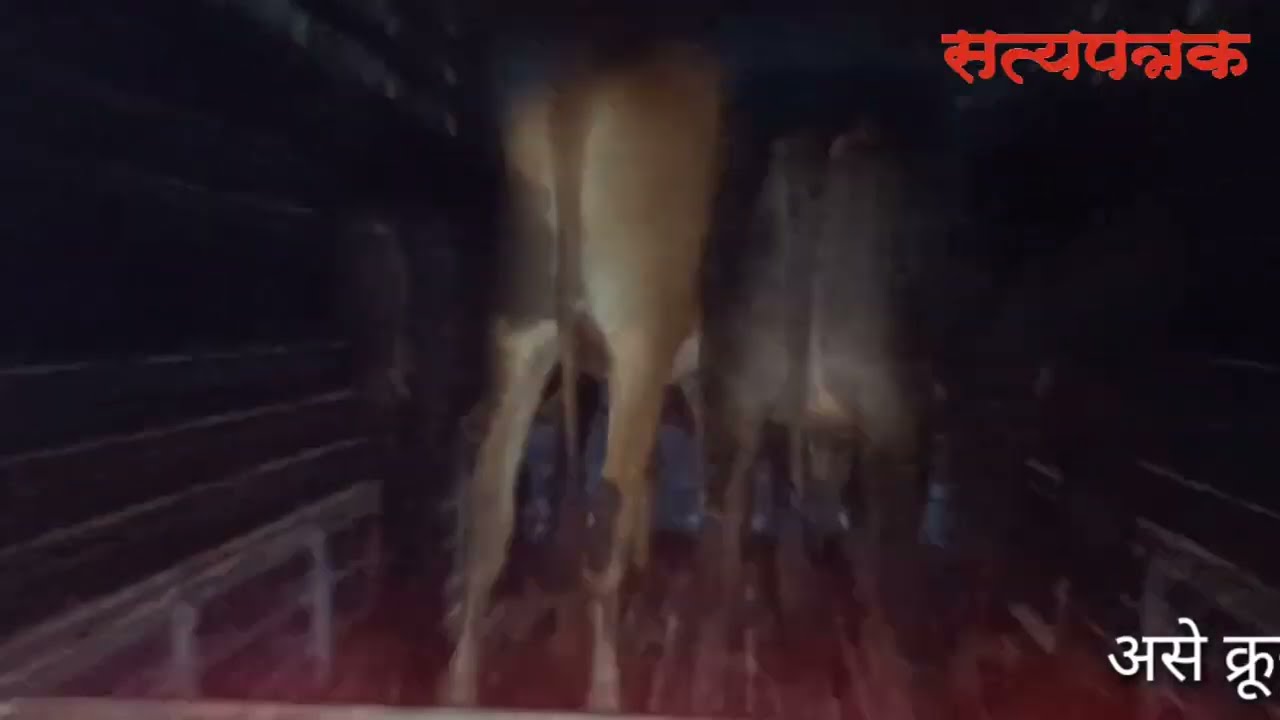 पोलीसांकडून जनावरांना क्रूर वागणूक : पोलीसांविरुद्ध गुन्हा दाखल होईल का?  नागरिकांचा सवाल