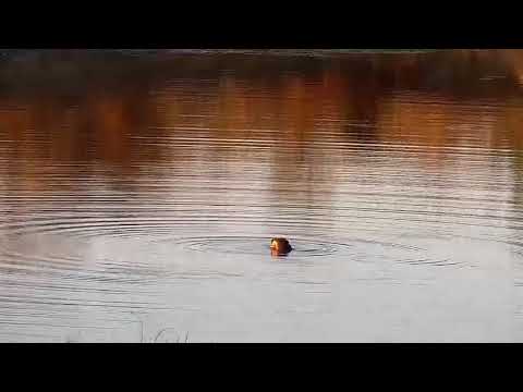 Djuma: Hippos starting to get a little more active - 16:44 - 07/11/21