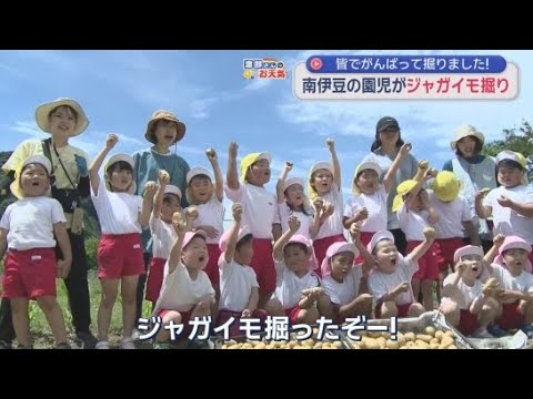 YouTube Video 収穫したジャガイモはカレーやフライドポテトに　静岡・西伊豆町の園児がジャガイモ掘りを楽しんだ