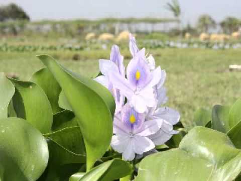 Hạ buồn - Hoàng Oanh