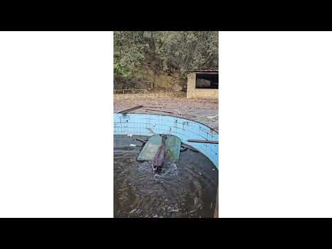 Il video del salvataggio di un daino intrappolato nella piscina dell’ex albergo Milocca