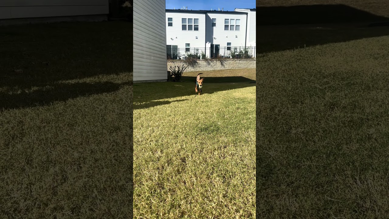 Milton, a Adoptable Hound in Raleigh, NC video 6/6