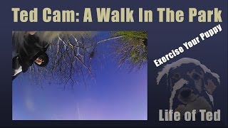 Ted Cam a walk in the park