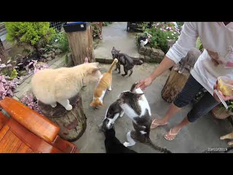 Mensilou Cat Village, Kundasang, Sabah