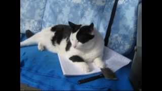 preview picture of video 'My little cat lying on my homework'