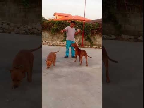 Pitbulls are badass But Sweet and Cute||Fun Memories with this two different Pitbulls #viral #dog