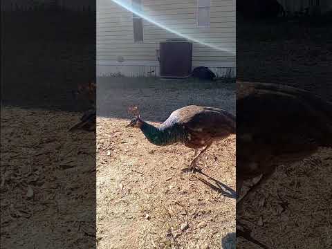 my friend midori the peacock