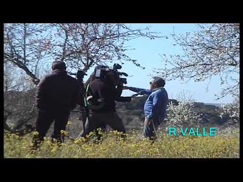 Almendro en flor - Ramiro Valle