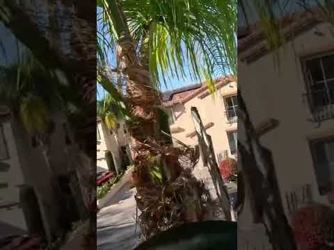 , title : 'Climbing chainsaw man trimming overgrown queen palm tree #milwaukeetools'