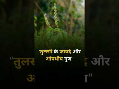 Tulsi Benefits for Your Health #tulsi#tulsiplant #tulsileaves #tulsibenefits 