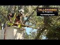 Tallahassee In Progress - Tree Trimming
