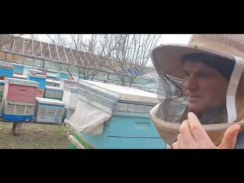 (19.02.2023) NOI INFORMAȚII (ALBINA DUPĂ GER)