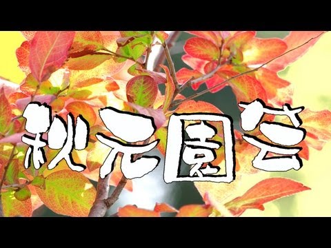 コティヌス コギグリア 'グレース'