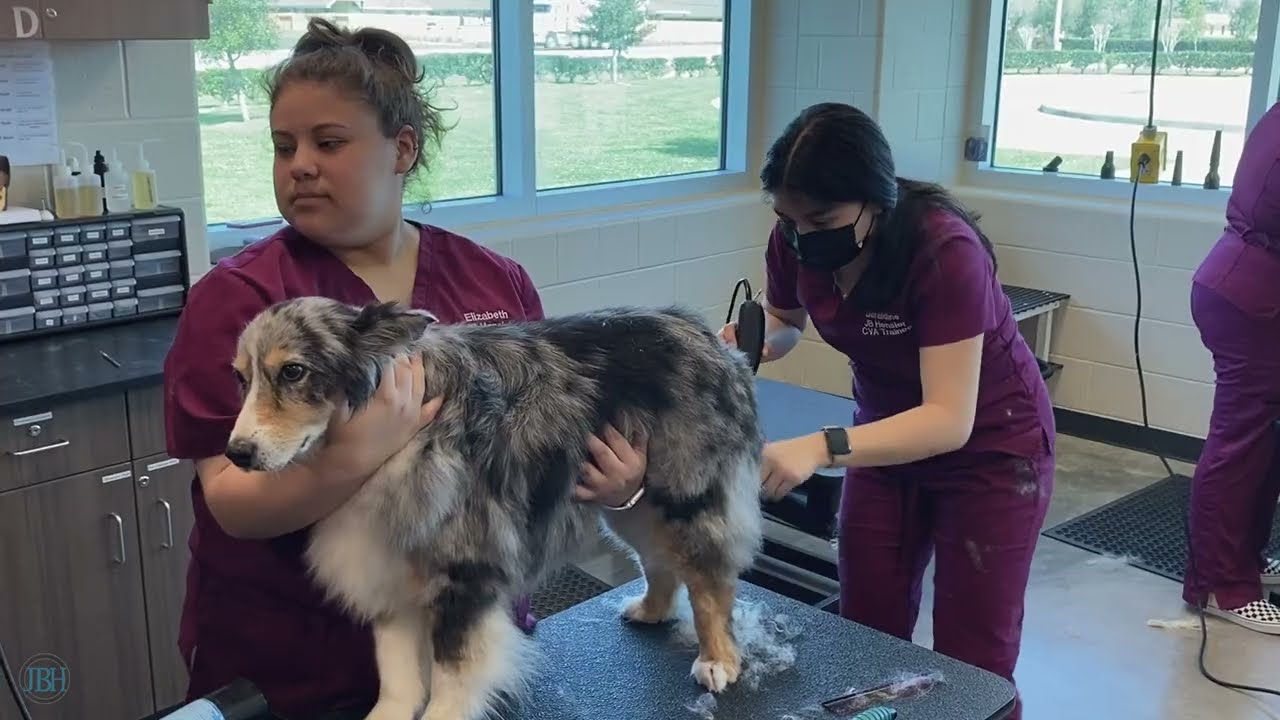 JB Hensler's CTE Certified Veterinary Assistant (CVA) Program (2022)