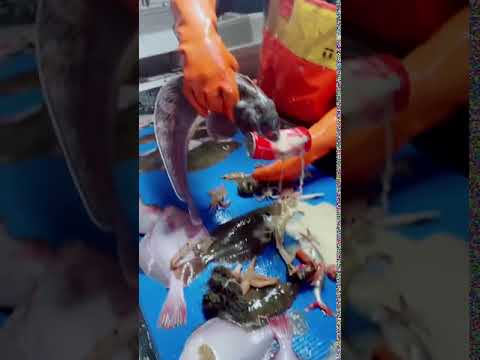 wolf eel bite poisonous wolf eel bite poisonous