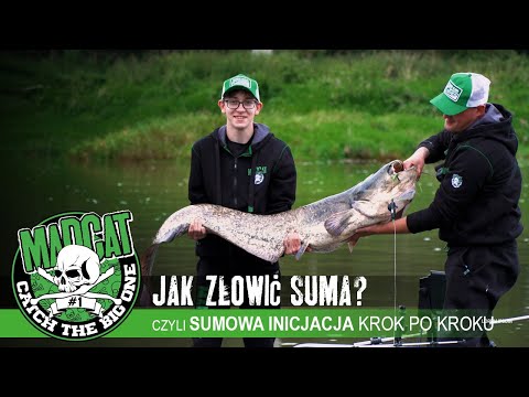 Jak złowić suma? czyli sumowa inicjacja krop po kroku #sum #catfish - Wyprawa sumowa #MADCAT