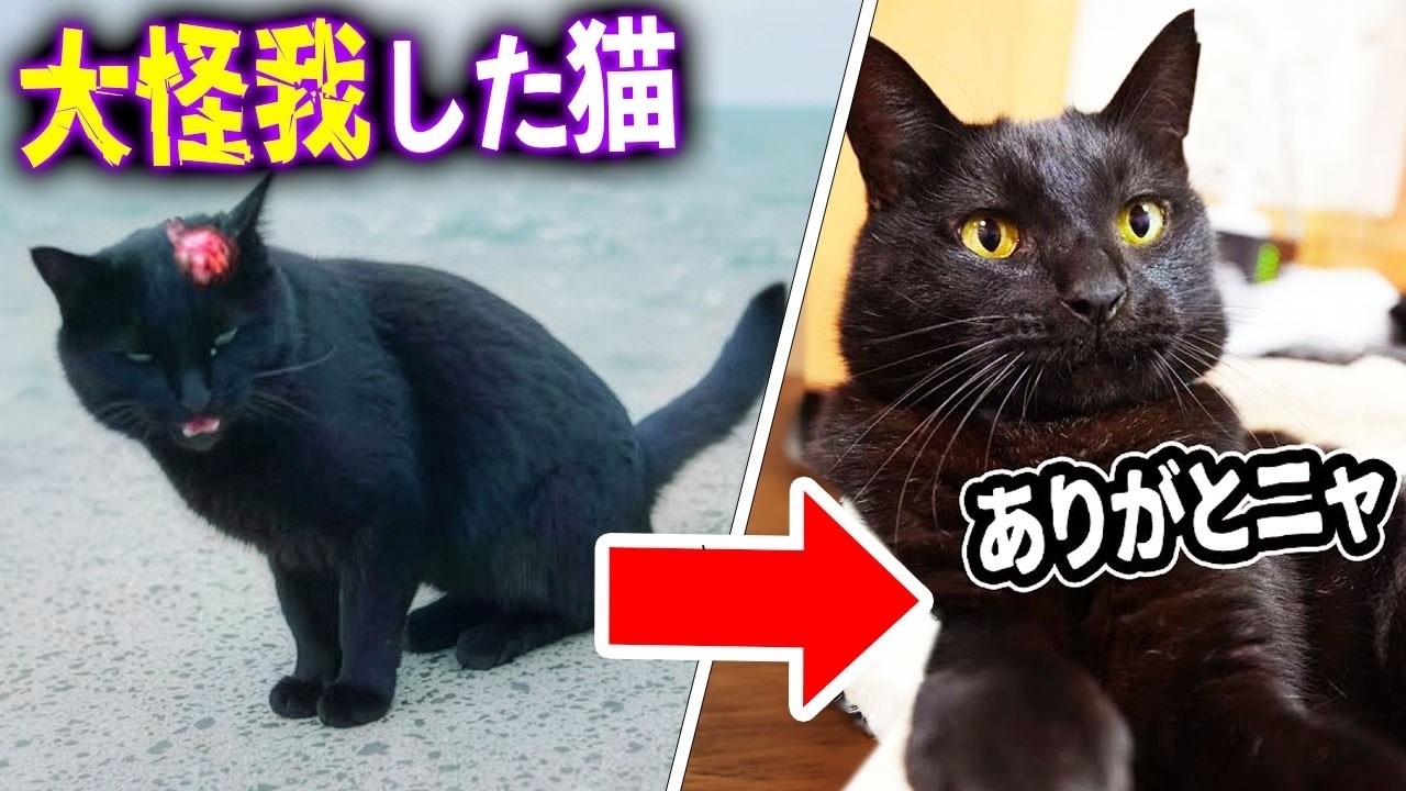 あの日助けた黒猫は、今こうなっています。　【総集編】