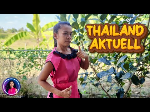 🇹🇭 THAILAND NEWS 04.02.2026 | Thailand sick man | Zebra crossing | Koh Samui destroys exhaust pipes