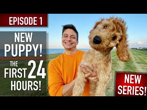 NEW PUPPY SURVIVAL GUIDE: The First 24 Hours! (NEW SERIES! EPISODE 1)
